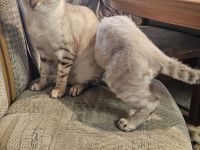 Kleiner Schneebengale mit Locken