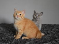 Bkh Kätzchen mit Papiere ab sofort