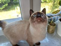 wunderschöne Bonny sucht liebevolles Heim