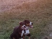 Großes Schweizer Sennenhund Mädchen