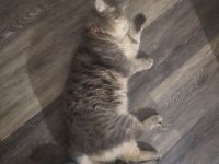 Katerchen wolke Bärchen