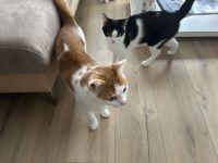 Zwei liebevolle Katzen suchen ein neues Zuhause