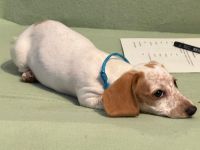 Suche meine „Für-immer-Familie“