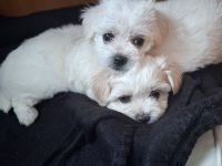 Malteser Welpen suchen liebevolles Zuhause