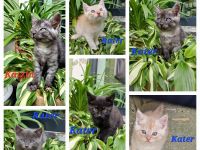 Norwegische Waldkatze Mix