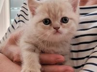 BKH reinrassig + Stammbaum blue black golden shaded Tabby Besuchertermine ab sofort ! Abgabe Okt.