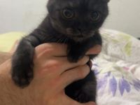 Britisch Kurzhaar Babykater sucht liebevolles Zuhause