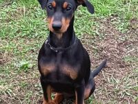 Deutsche Pinscher suchen neue Kuschelpartner