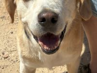 Familienhund Yuno sucht ein Zuhause!