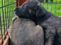 Belgischer Schäferhund x Australien Shepherd Mischlinge