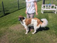 Khaleesi wartet bereits auf dich