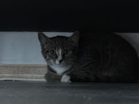 Geschwisterkitten 16 Wochen