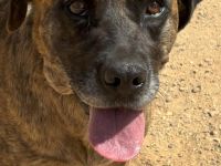 Tolle Vara sucht ein Zuhause!