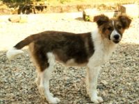 SUSIE - sanfte Schönheit sucht Familie