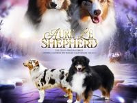 Reinrassige, bereits herangewachsene Australian Shepherd Welpen
