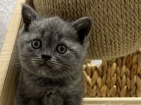 BKH kitten Britisch kuruhaar