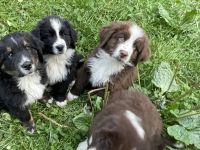 XXL Bärchen Bernewfies - Neufundländer + Berner Sennenhund Welpen