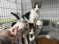 Athenas, Cairo und Oslo