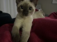 Reinrassiger Burma-Kater mit Zubehör sucht liebevolles Zuhause