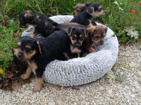 Sieben Fellnasen suchen Zuhause!