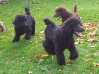 Großpudel Welpen in schwarz und braun mit DPK-VDH-FCI Papieren und EU-Heimtierpass