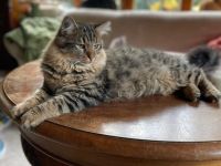 Erol, reinrassiger Türkisch Angora Kater