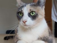 Trinity braucht dringend ein Zuhause oder wenigstens einen Pflegeplatz!