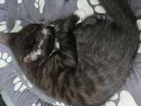 Verkaufen zwei Katzen