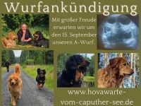 Hovawarte vom Caputher See - Wurfankündigung