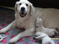 Süße Golden Retriever Welpen suchen ihre liebevolle Familie