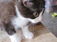 Unser kleiner flinker Scholle Perser Ragdoll Ekh Mix Kitten Katzenbaby Tierarztscheck