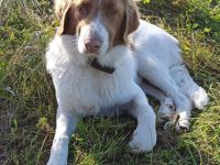 Verschmuster Rüde,8monate,60cm