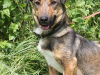 Zauberhafte kleine Henriette wünscht sich ein Zuhause