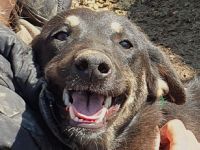 Safari, aufgeschlossene, sehr menschenbezogene Junghündin sucht liebe Menschen, 1 Jahr, 49 cm