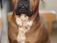 Balu sucht dringend ein zu Hause