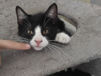 2 niedliche, verspielte und unzertrennliche Kitten Geschwisterpaar suchen ein schönes Zuhause