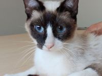 Die superliebe Lilú wartet auf ein Für-Immer-Zuhause