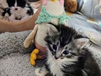 Norwegische Waldkatzen vom Küselwind