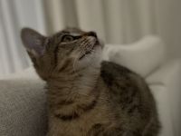 Süßes kitten Mädchen