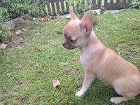 Chihuahua Welpen Rüden abzugeben