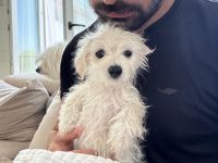 💖 Zuckersüße Mini-Malteser-Welpen – Junge & Mädchen – bereit für ihr Für-Immer-Zuhause 💖