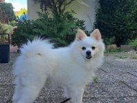 Deckrüde Mittelspitz Weiß! Kein Verkauf !!