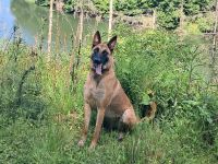 Malinois-Hündin in kompetente Hände abzugeben
