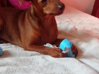 🐶 Zwergpinscher-Welpen – 2 Hündinnen, 4 Monate alt, braun, mit Pass