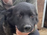 Marvin, 1-jähriger Rüde sucht ein Plätzchen in Sicherheit, 48 cm