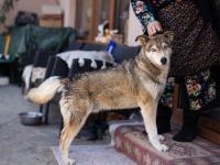 Schüchterner Walzer sucht aktive Familie