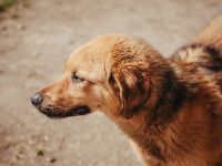 Jupi ist bereit für sein neues Leben