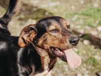 Frederick sucht ein Zuhause