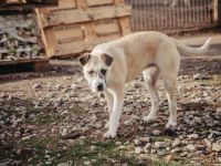 Delia sucht ein Zuhause