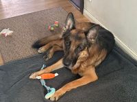 Ricky - Schäferhundfans gesucht